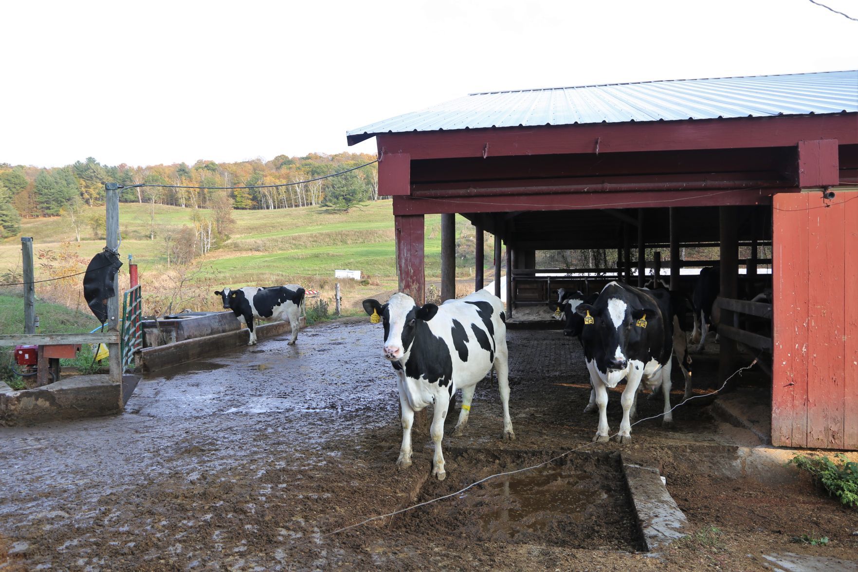 Hollister Brothers Farm